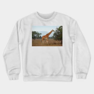 Rothschild's Giraffe Feeding, Lake Nakuru, Kenya Crewneck Sweatshirt